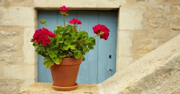 Muškát v květináči Muškát v květináči