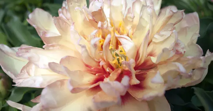 Itoh-hybrid pivoňky