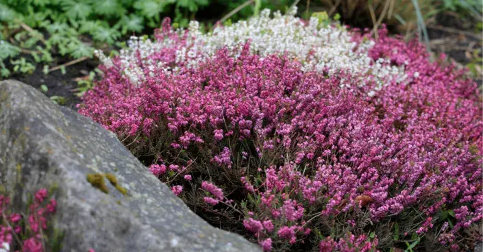 Vřesovec pleťový Vřesovec pleťový