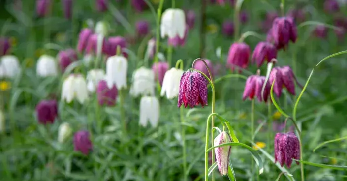 Řebčík kostkovaný Řebčík kostkovaný