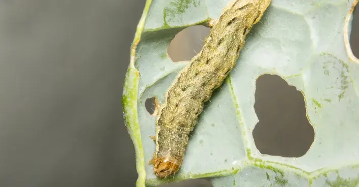Housenka můry zelné Housenka můry zelné