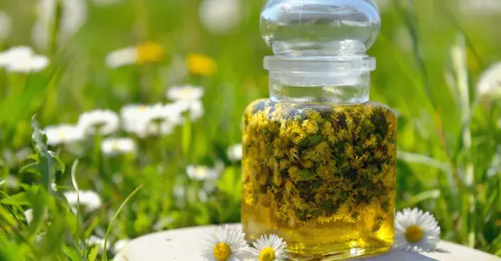 Sedmikráskový macerát Sedmikráskový macerát