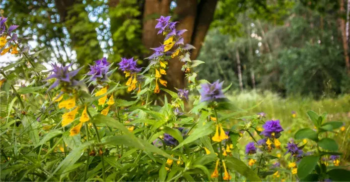 Černýš hajní Černýš hajní