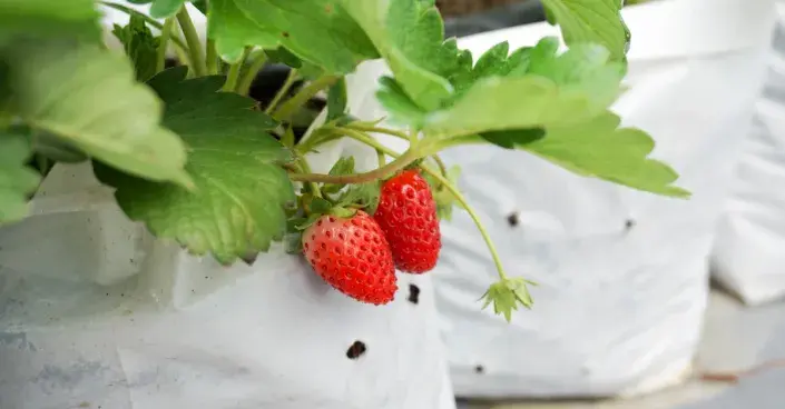 Pěstování jahodníků v pytlích Pěstování jahodníků v pytlích