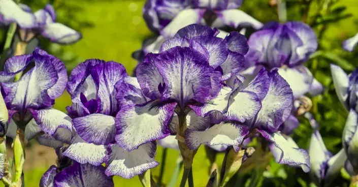 Kosatec bradatý (Iris barbata) Kosatec bradatý (Iris barbata)