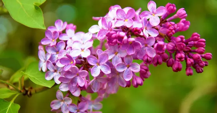 Růžovofialové květy šeříku