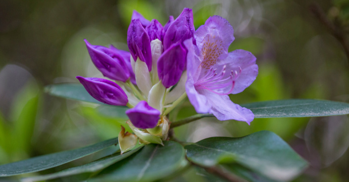 Květ rododendronu