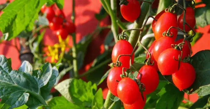 Rajčata pěstovaná na balkoně Rajčata pěstovaná na balkoně