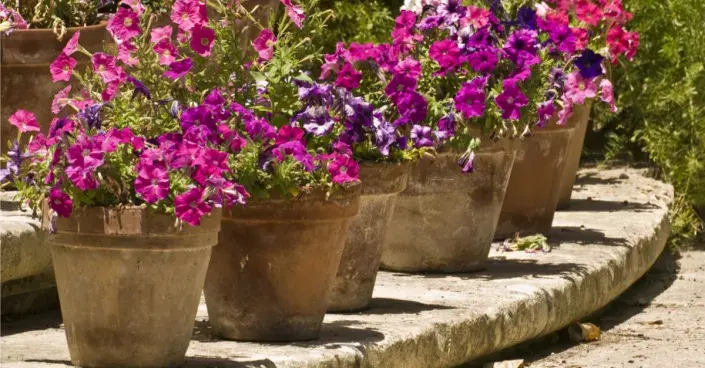 Květináče s petúniemi Květináče s petúniemi