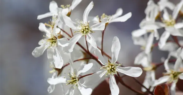 Muchovník Lamarckův Muchovník Lamarckův