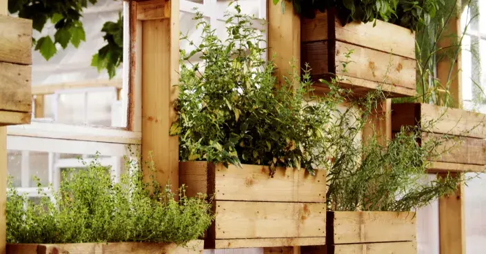 Bylinky v truhlících na balkoně Bylinky v truhlících na balkoně