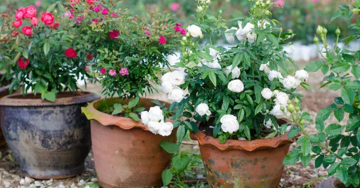 Růže v květináčích Růže v květináčích