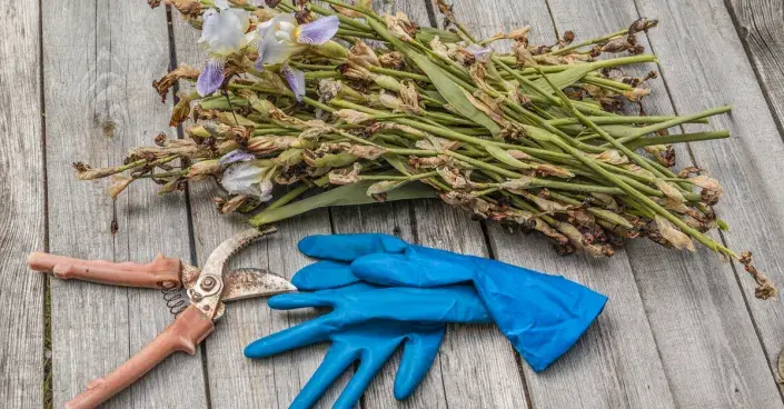 Stonky kosatců odstřižené po odkvětu Stonky kosatců odstřižené po odkvětu