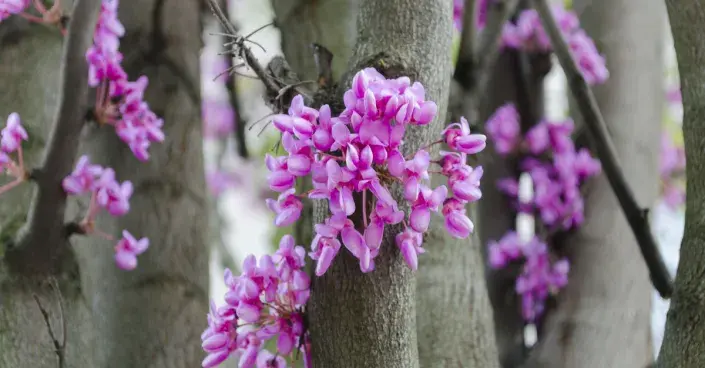 Zmarlika Jidášova Zmarlika Jidášova