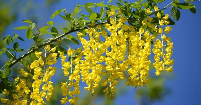 Štědřenec odvislý Štědřenec odvislý