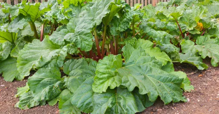 Listy rebarbory Listy rebarbory