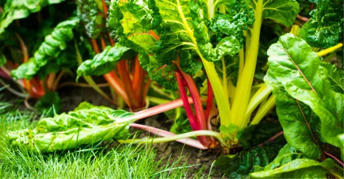 Mangold s barevnými řapíky Mangold s barevnými řapíky