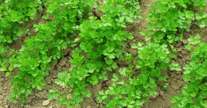 Záhon s listovou petrželí Záhon s listovou petrželí