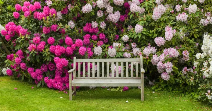 Rododendrony v plném květu Rododendrony v plném květu