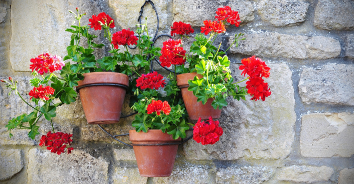 Pelargonie zahradní