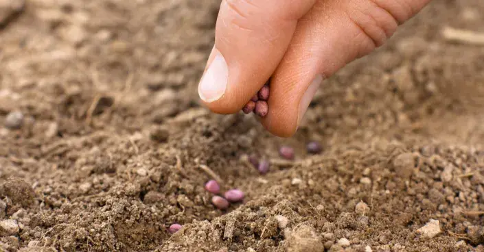 Výsev ředkviček Výsev ředkviček