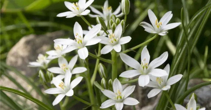 Snědek chocholičnatý Snědek chocholičnatý