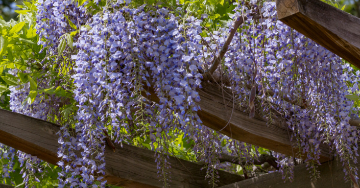 Vistárie čínská (Wisteria sinensis)