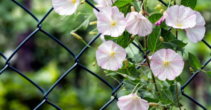 Svlačec rolní (Convolvulus arvensis)