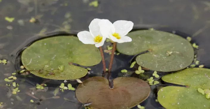 Voďanka žabí Voďanka žabí