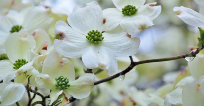 Dřín květnatý (Cornus florida)