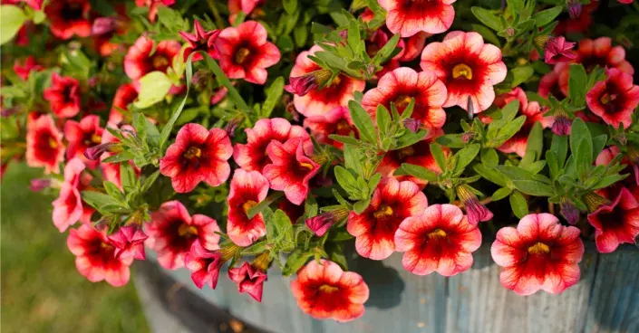 Million bells Million bells