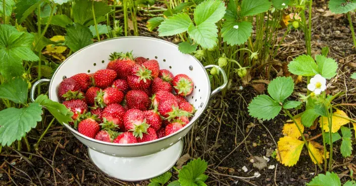 Čerstvé a plně vyzrálé jahody Čerstvé a plně vyzrálé jahody