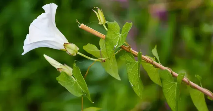 Opletník plotní (Calystegia sepium) Opletník plotní (Calystegia sepium)