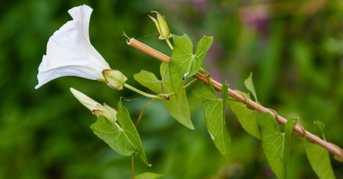 Opletník plotní (Calystegia sepium)