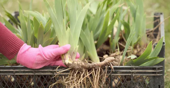 Oddenek kosatce Oddenek kosatce