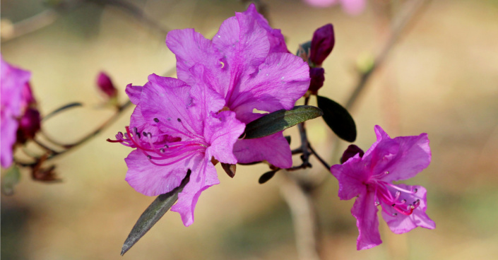 Pěnišník daurský (Rhododendron dauricum)