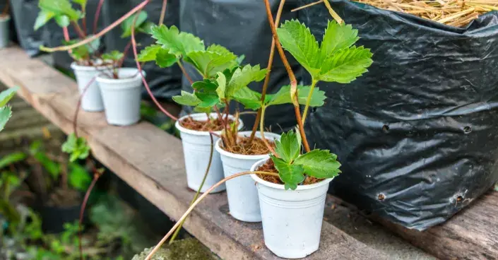 Sazenice jahodníků Sazenice jahodníků