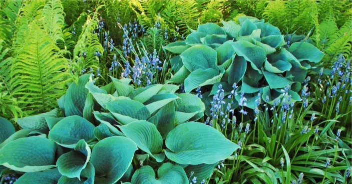 Kapradiny s bohyškami Kapradiny s bohyškami