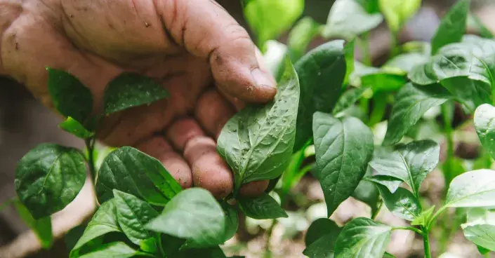 Mšice na sazenicích