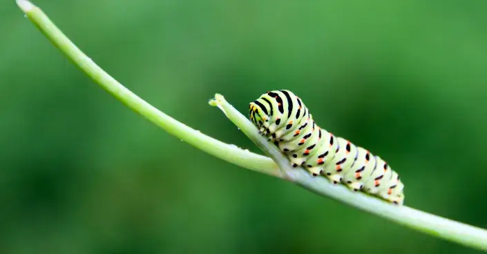 Housenka otakárka fenyklového