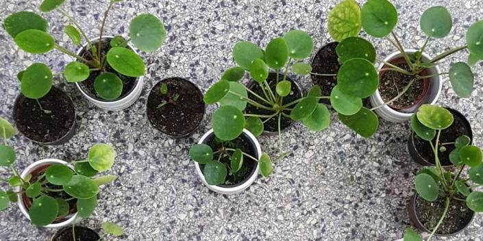 Pilea peperomioides, palačinková rostlina