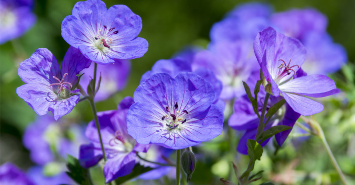 Kakost (Geranium)