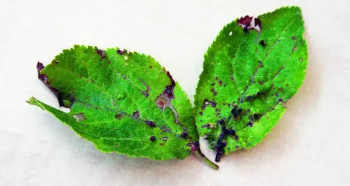 Listy s hálkami Listy s hálkami