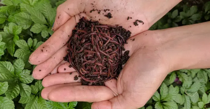 Kalifornské žížaly Kalifornské žížaly