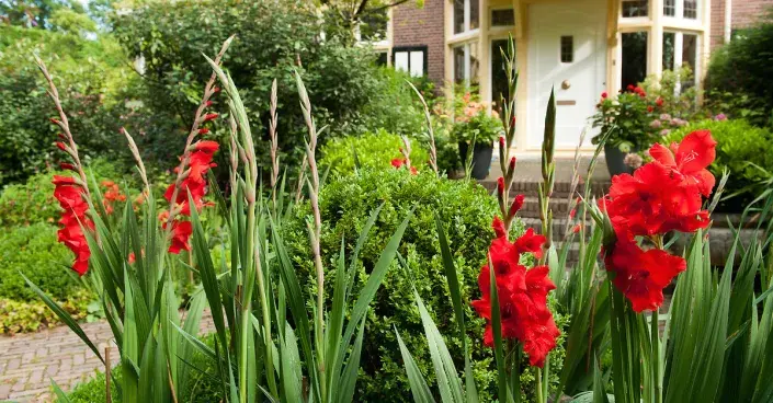 Dlouhé květenství červených mečíků Dlouhé květenství červených mečíků