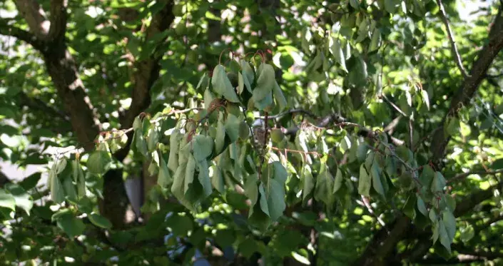 Usychající větev Usychající větev