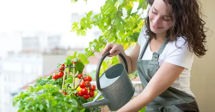Zálivka zeleniny na balkoně Zálivka zeleniny na balkoně