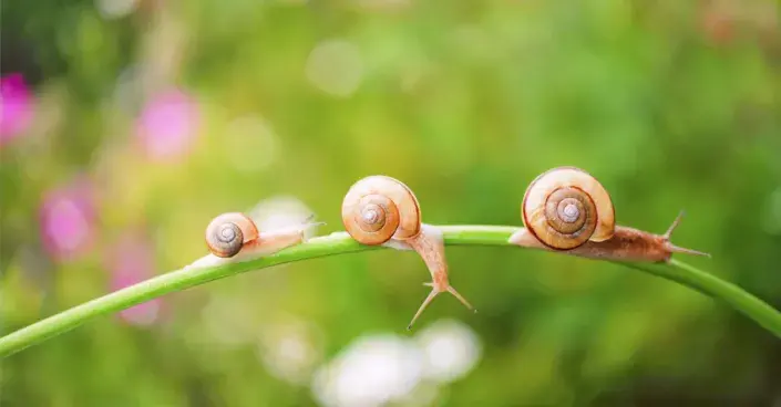 Malí hlemýždi Malí hlemýždi