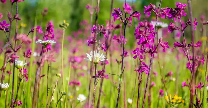 Smolnička obecná (Viscaria vulgaris) Smolnička obecná (Viscaria vulgaris)