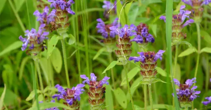 Černohlávek obecný (Prunella vulgaris) Černohlávek obecný (Prunella vulgaris)